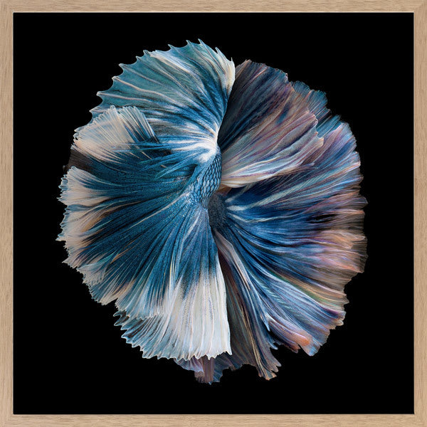 Zeta Framed Art Print