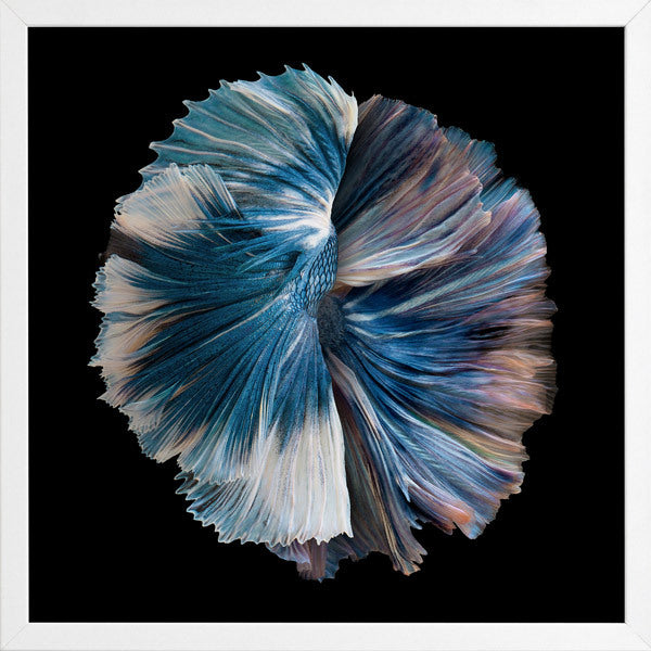 Zeta Framed Art Print