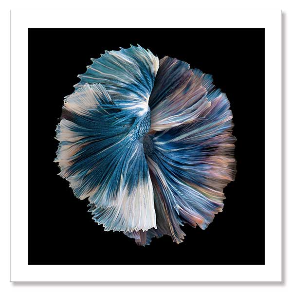 Zeta Unframed Art Print