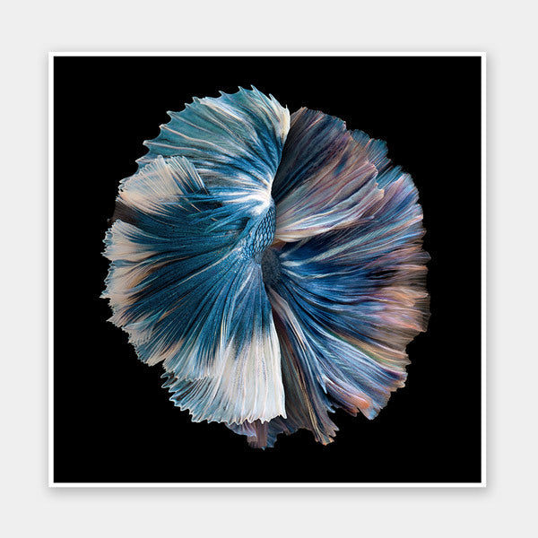 Zeta Unframed Art Print