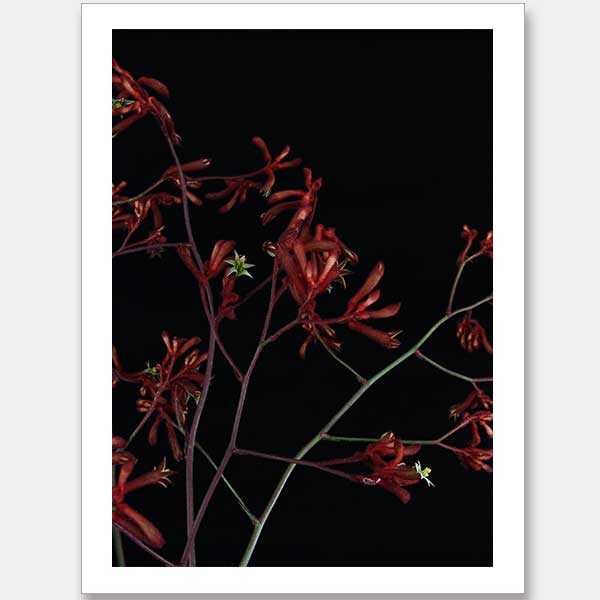 Bounce Unframed Art Print