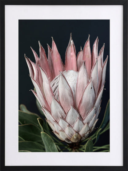 King of Flowers Framed Art Print