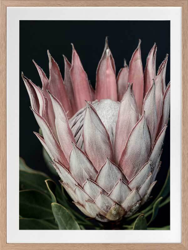 King of Flowers Framed Art Print