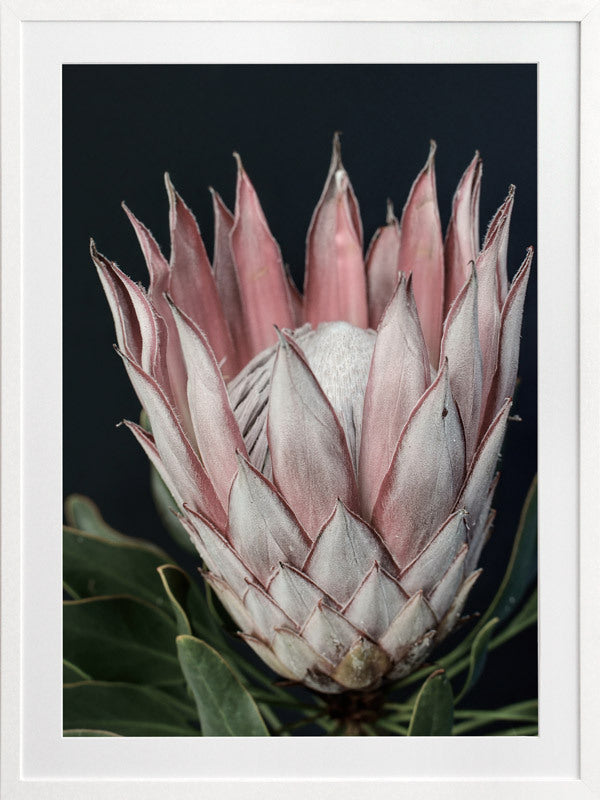 King of Flowers Framed Art Print