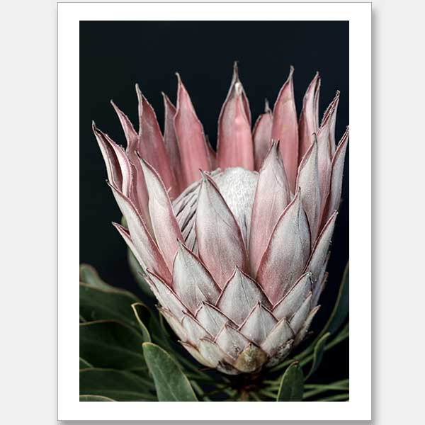 King of Flowers Unframed Art Print