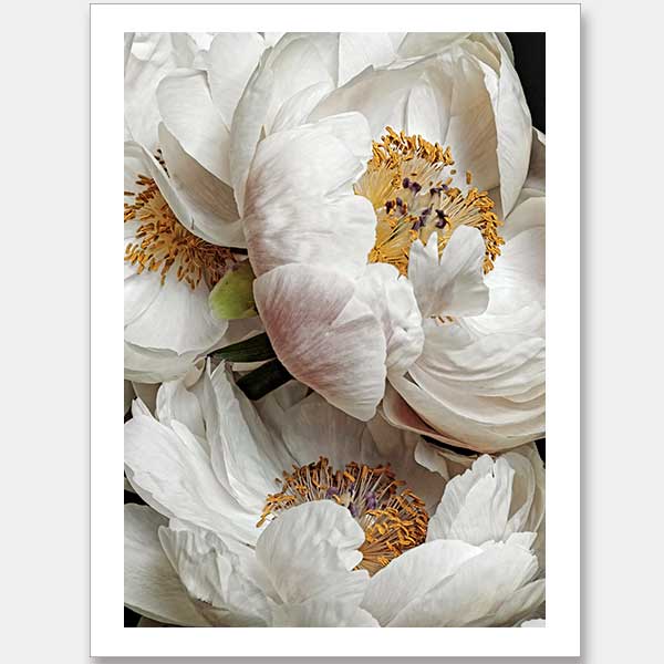 Ivory Atlas Unframed Art Print