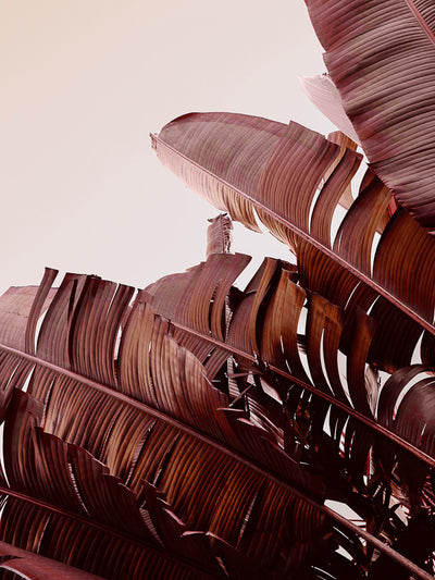 Tequila Sunrise Canvas Art Print by Urban Road features large banana palm leaves in brown and maroon, fanned out against a pale sky, with textured details and elegant curves captured from a low angle.