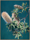 Twilight Banksia Canvas Art Print
