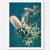 Twilight Banksia Unframed Art Print