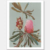 Sage Banksia Unframed Art Print