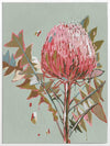 Sage Waratah Canvas Art Print