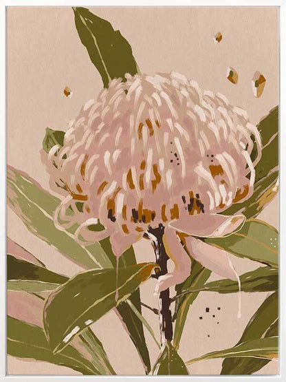 Neutral Waratah Canvas Art Print