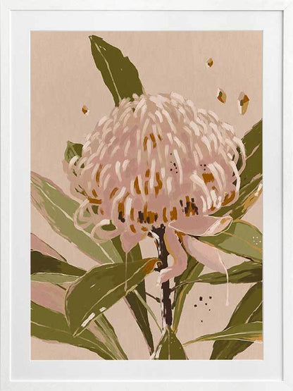 Neutral Waratah Framed Art Print