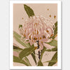 Neutral Waratah Unframed Art Print