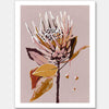 Blush Protea Unframed Art Print