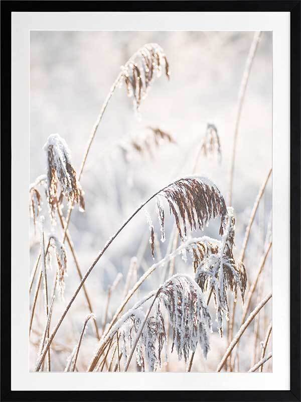 Pampas Frost Framed Art Print