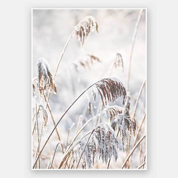 Pampas Frost Unframed Art Print