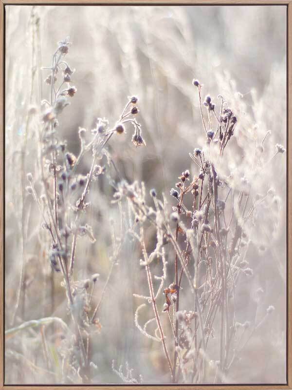 Thistle Frost Canvas Art Print