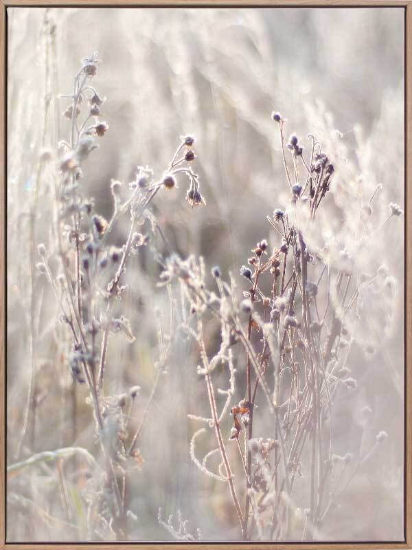 Thistle Frost Canvas Art Print