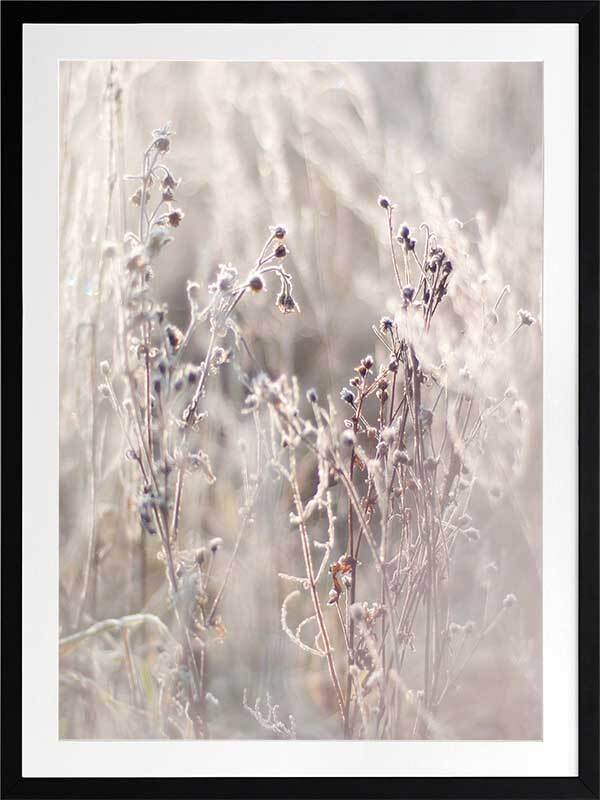 Thistle Frost Framed Art Print