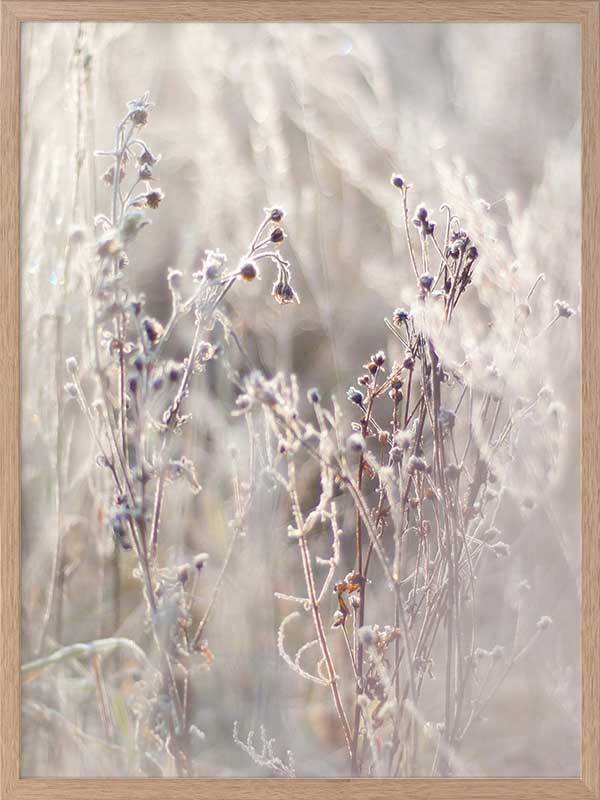 Thistle Frost Framed Art Print