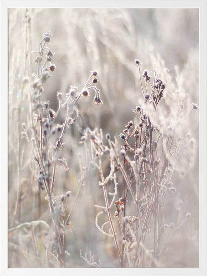 Thistle Frost Framed Art Print