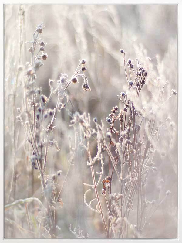Thistle Frost Canvas Art Print