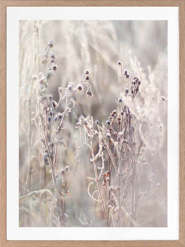 Thistle Frost Framed Art Print