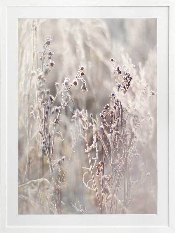 Thistle Frost Framed Art Print