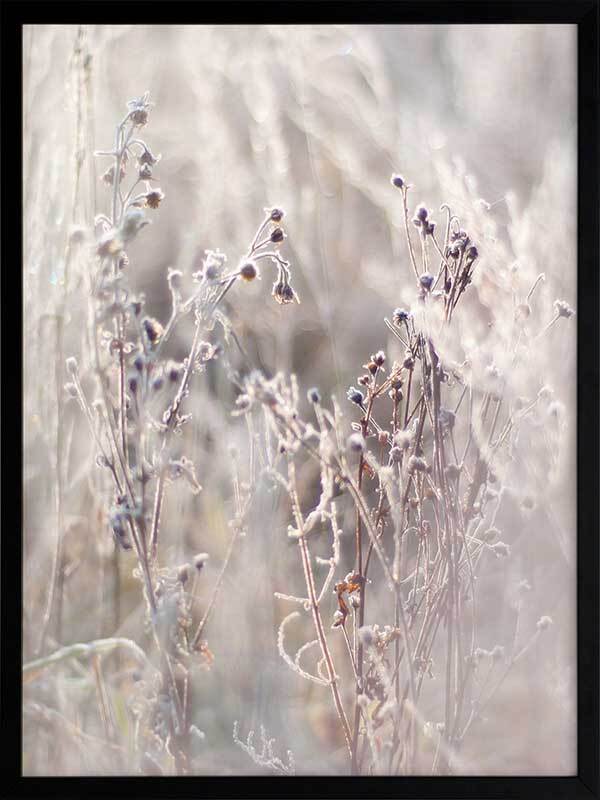 Thistle Frost Framed Art Print