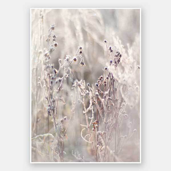 Thistle Frost Unframed Art Print