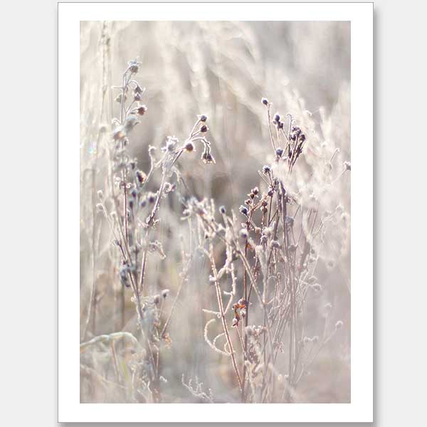 Thistle Frost Unframed Art Print