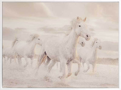 White Horse Stampede Canvas Art Print