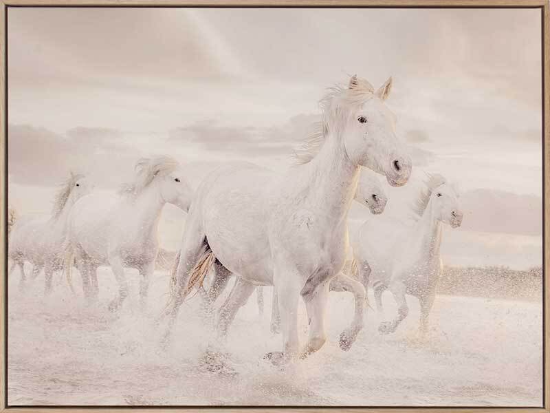 White Horse Stampede Canvas Art Print