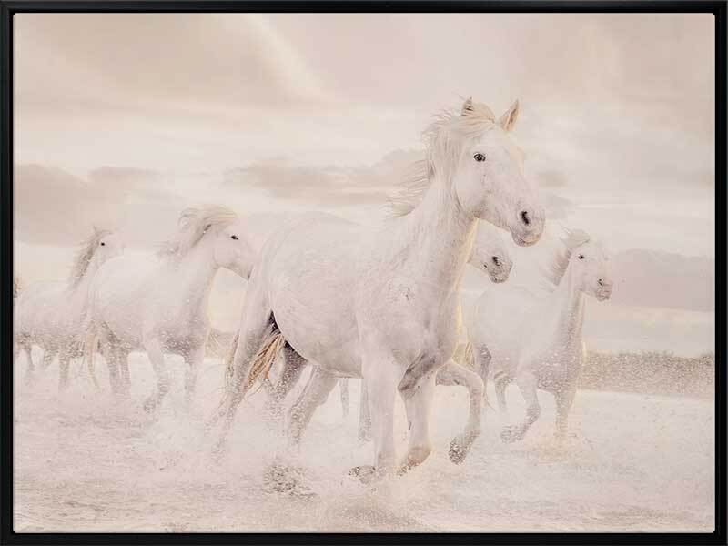 White Horse Stampede Canvas Art Print