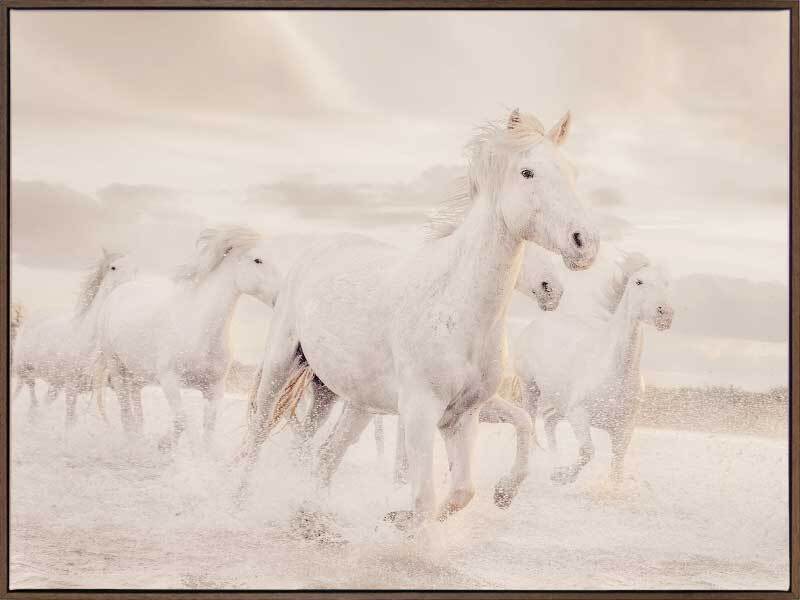 White Horse Stampede Canvas Art Print