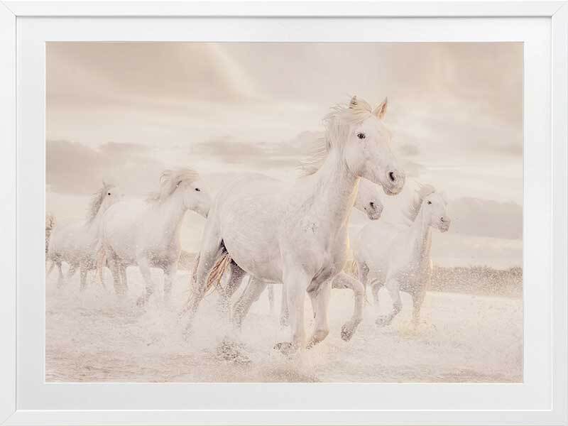 White Horse Stampede Framed Art Print