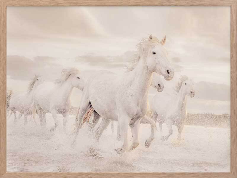 White Horse Stampede Framed Art Print