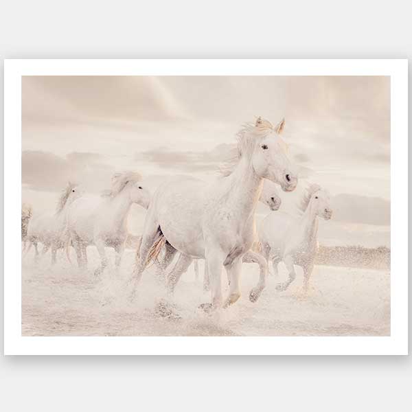 White Horse Stampede Unframed Art Print