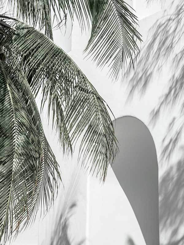 Palm Shadows Canvas Art Print