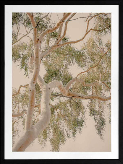 Golden Hour Gum Tree Framed Art Print