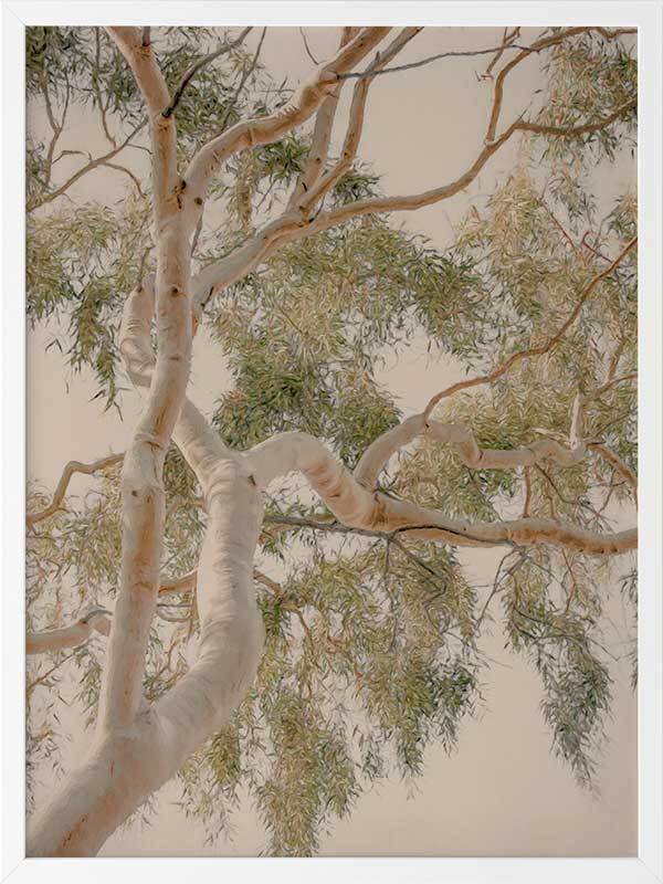 Golden Hour Gum Tree Framed Art Print