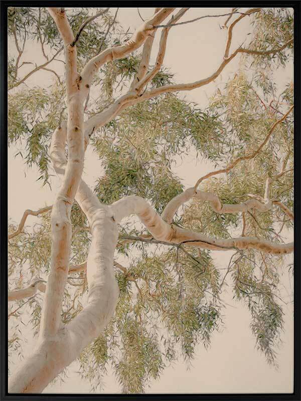 Golden Hour Gum Tree Canvas Art Print