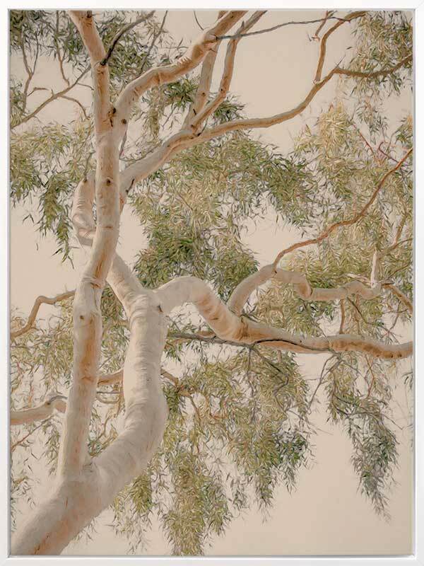 Golden Hour Gum Tree Canvas Art Print