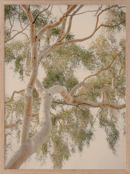 Golden Hour Gum Tree Framed Art Print