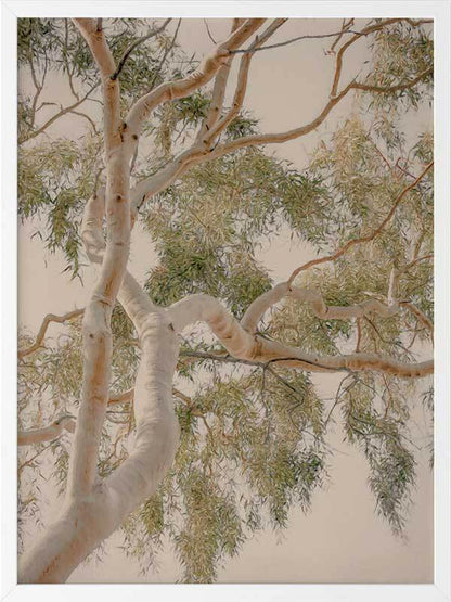 Golden Hour Gum Tree Framed Art Print