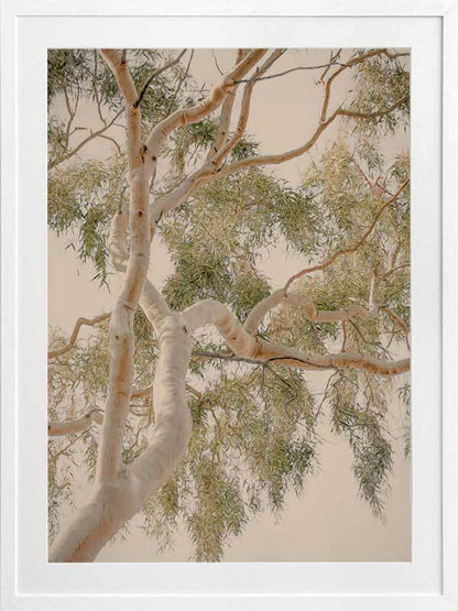 Golden Hour Gum Tree Framed Art Print