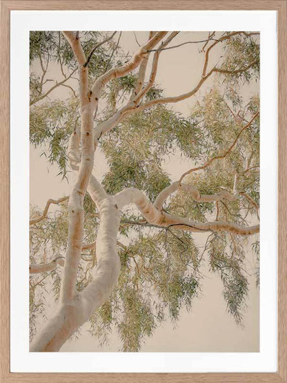 Golden Hour Gum Tree Framed Art Print