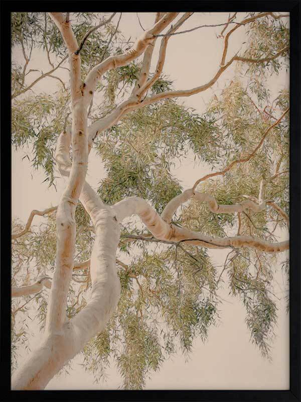 Golden Hour Gum Tree Framed Art Print