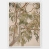 Golden Hour Gum Tree Unframed Art Print